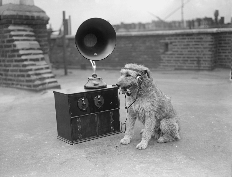 Illustration for article titled Vintage Photos Reveal Century-Long Obession with Dressing Up Pets